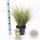 Carex brunnea 'Aureomarginata' 25-30 cm 2,0L