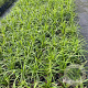 Carex morrowii 'Irish Green' GM 2,0L