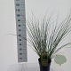 Cortaderia s. 'Pumila' 50-60 cm 6,5L