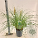 Cortaderia s. Tiny Pampa 50-60 cm 6,5L