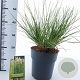 Cortaderia s. Tiny Pampa 50-60 cm 6,5L