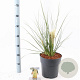 Cortaderia s. Tiny Pampa 50-60 cm 6,5L