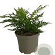 Dryopteris lepidopoda GM 2,0L