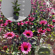Echinacea p. 'Fatal Attraction' GM 2,0L