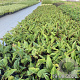 Echinacea p. 'Fatal Attraction' GM 2,0L