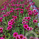 Echinacea p. 'Fatal Attraction' GM 2,0L
