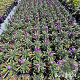 Erysimum 'Bowles' Mauve' GM 2,0L