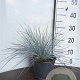Festuca glauca 'Elijah Blue' GM 2,0L