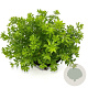 Galium odoratum GM 2,0L