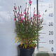 Gaura l. 'Siskiyou Pink' GM 2,0L