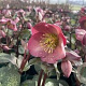 Helleborus er. Penny's Pink GM 2,0L