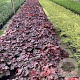 Heuchera 'Cherry Cola' GM 2,0L