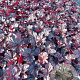 Heuchera 'Obsidian' GM 2,0L