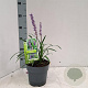 Liriope muscari 'Ingwersen' 20-25 cm 2,0L