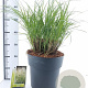 Miscanthus sin. 'Adagio' 70-90 cm 12L