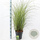 Miscanthus sin. 'Gracillimus' 50-80 cm 6,5L