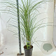 Miscanthus sin. 'Gracillimus' 60-100 cm 12L
