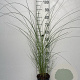 Miscanthus sin. 'Gracillimus' GM 2,0L
