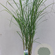 Miscanthus sin. 'Herman Mussel' 70-90 cm 12L