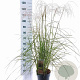 Miscanthus sin. Pink Cloud GM 6,5L