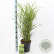 Miscanthus sin. 'Strictus' 50-80 cm 6,5L