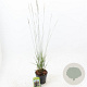 Molinia caerulea 'Heidebraut' 40-70 cm 2,0L