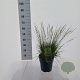 Molinia caerulea 'Variegata' 50-80 cm 6,5L