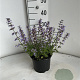 Nepeta 'Purssian Blue' GM 2,0L