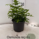 Osmunda regalis 25-30 cm 2,0L