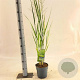 Panicum virgatum 'Northwind' 30-60 cm 2,0L