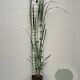 Panicum virgatum 'Northwind' GM 2,0L