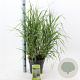 Panicum virgatum 'Prairie Sky' 60-90 cm 6,5L