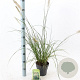Pennisetum alopecuroides 25-30 cm 2,0L