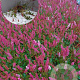 Persicaria aff. 'Darjeeling Red' GM 2,0L