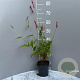 Persicaria a. 'Speciosa' GM 2,0L