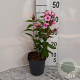Phlox (P) 'Bright Eyes' GM 2,0L