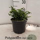 Polypodium vulgare 20-25 cm 2,0L