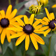 Rudbeckia f. 'Little Goldstar' GM 2,0L