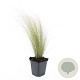 Stipa tenuissima 'Ponytails' GM P9