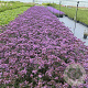 Verbena bon. 'Lollipop' GM 2,0L