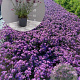Verbena bon. 'Lollipop' GM 2,0L