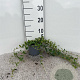 Vinca minor 25-30 cm C1.3