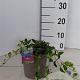 Vinca minor 30-40 cm P15