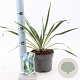 Yucca filamentosa 'Bright Edge' 20-30 cm 2,0L