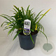 Agapanthus 'Dr Brouwer' 30-35 cm 7,5L