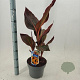 Canna 'Tropical Sunrise' 40-60 cm 5,0L