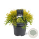 Chamaecyparis p. 'Filifera Aurea' 30-40 cm 5,0L