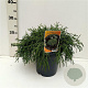 Chamaecyparis p. 'Filifera Nana' 25-30 cm 3,5L