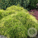 Chamaecyparis p. 'Sungold' 20-25 cm 3,0L