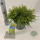Chamaecyparis p. 'Sungold' 20-25 cm 3,0L